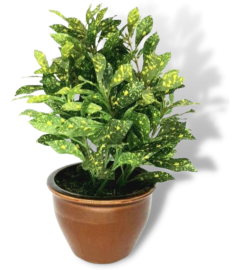 artificial plant in jhansi png